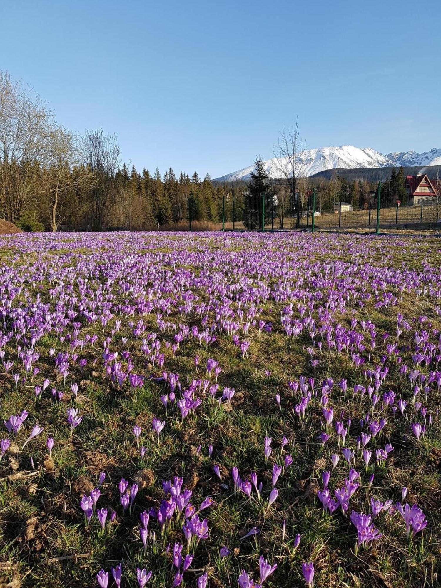 Villa Dorota ซาโกปาเน ภายนอก รูปภาพ